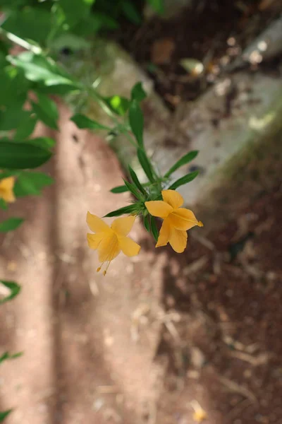 Bahçedeki güzel çiçekler
