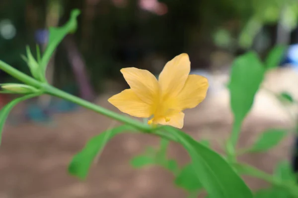 Sarı rengin çiçekleri güzeldir..
