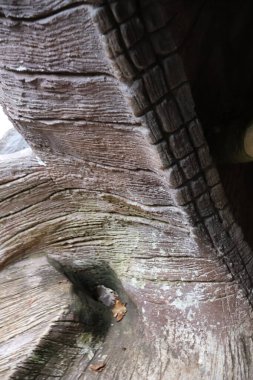 Ağaç gövdesi dokusu