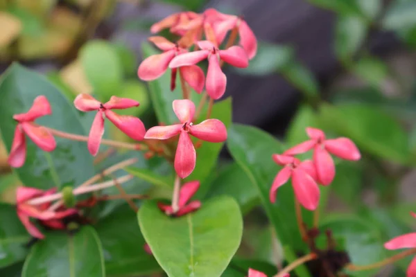 Açık büyüyen renk çiçekler yakın
