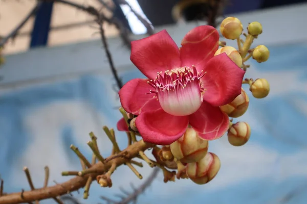 Bahçedeki güzel çiçekler