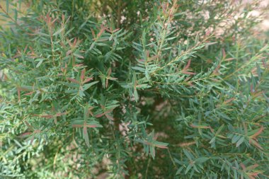 Yeşil biberiye ağacının yakın görüntüsü