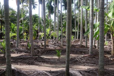 Ormandaki palmiye ağacı