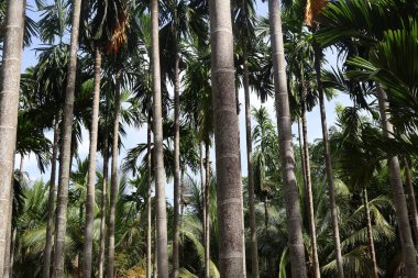 Tropikal bahçede büyük palmiye ağaçları olan güzel palmiye ağaçları