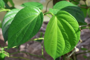 Bahçede yeşil yapraklar