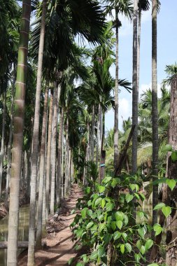 Palmiye yapraklı güzel tropikal bahçe