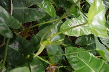 yeşil yapraklar, bitkiler ve yapraklar