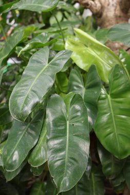 Büyük yapraklı bir bitkinin yeşil yaprakları.