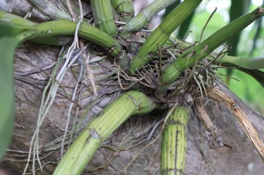 Yeşil yaprakları kapat