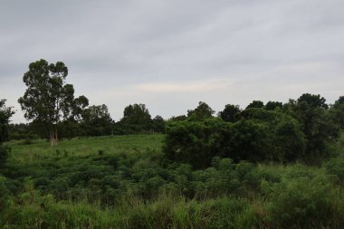 Tarlada bir ağacı olan güzel bir manzara.