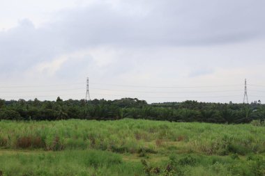 Dağlardaki ormanın manzarası