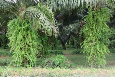 Bahçedeki palmiye ağaçları