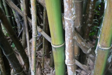 Ormanda bambu ağacı