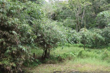 Tayland 'daki orman.