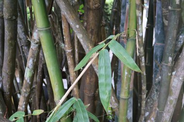 Bambu ağacı, doğa ve bitki kavramı