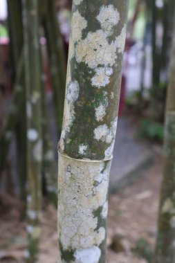 Yaşlı ağaç kabuğu ve yosun.