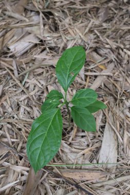 Bahçede büyüyen genç bir bitki