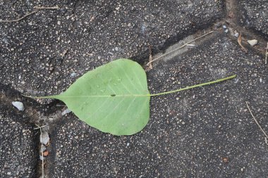 yeşil yaprak dokusu, arkaplan
