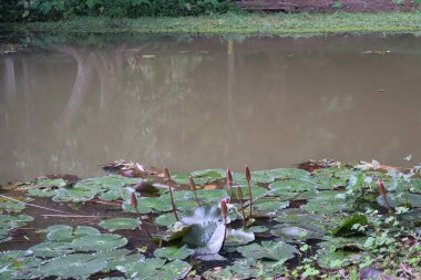 Yeşil çimenli gölet ve gölet