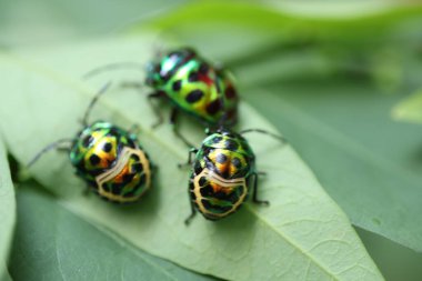 Yaprağın üzerindeki yeşil böcek.