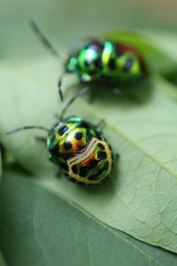 yeşil böcek, böcek, böcek