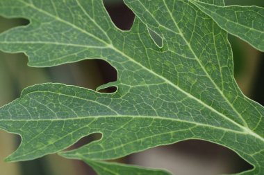 Yeşil bir yaprağa yaklaş