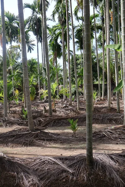 Bahçedeki palmiye ağaçları