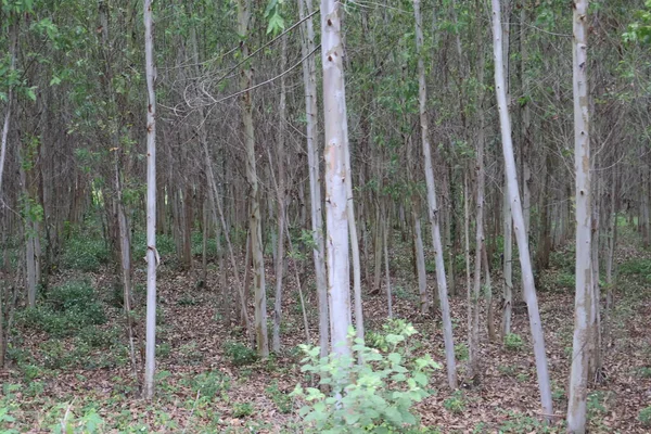 Parktaki yeşil orman