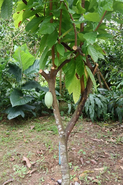 Ağaçta taze yeşil hindistan cevizi ağacı