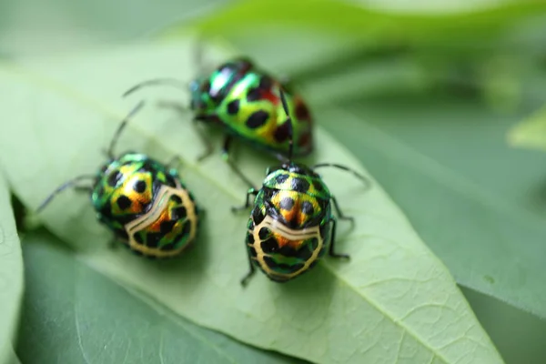 Yaprağın üzerindeki yeşil böceğe yaklaş.