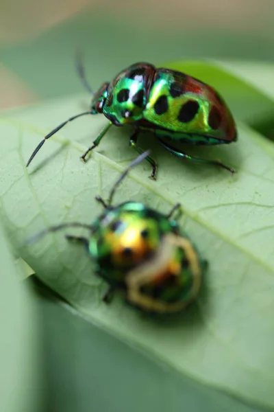 İki yeşil böcekleri üzerindeki yeşil yaprak