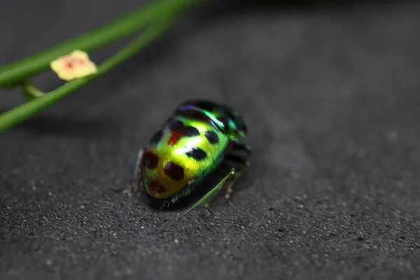 Yapraktaki uğur böceği