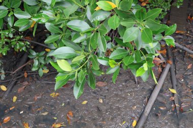 Yere su damlayan mangrov ağacı.