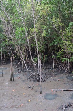 Mangrove Nehri 'ndeki Mangrove Ormanı