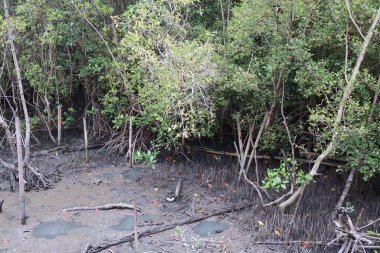 Ormandaki mangrov ağaçları