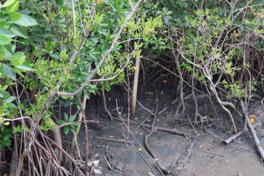 Tayland 'daki mangrov ormanı.