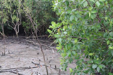 Tayland 'daki mangrov ormanı.