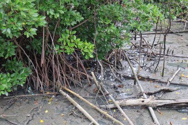 Mangrove adasının mangrov ormanındaki mangrov ormanında.