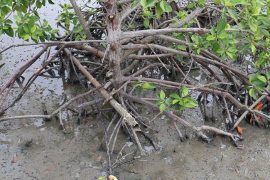 Tayland Mangrov ağaçları