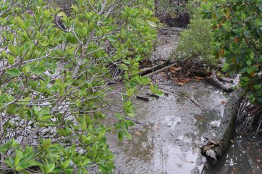 Mangrove ormanındaki mangrov ormanı.