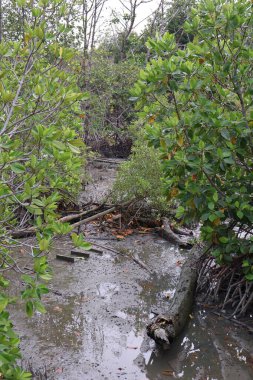 Yağmurda mangrov ormanı