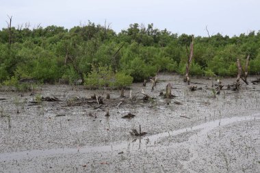Mangrove Ormanı ve Denizi