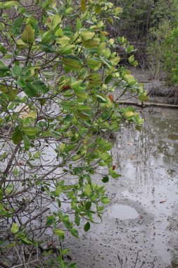 Mangrove Ormanı ve Mangrov Ormanı
