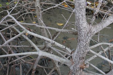 Ağaç dalları, bitki örtüsü ve doğa