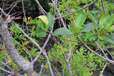 Bir dalda yeşil yapraklar