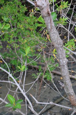 Mangrove ormanındaki Mangrove Ormanı, Tayland