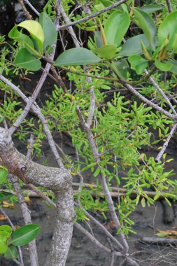 Ormanda yeşil yapraklar