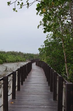 Mangrove ormanında ahşap köprü