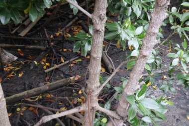 Güzel botanik fotoğrafı, doğal duvar kağıdı.