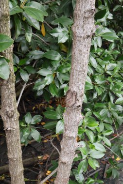 Ağaç Gövdesi deseni makro çekim